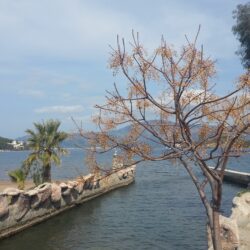 icmeler beach - Icmeler Marmaris Official Website Winter in Icmeler